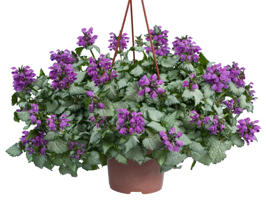 Яснотка в горшке