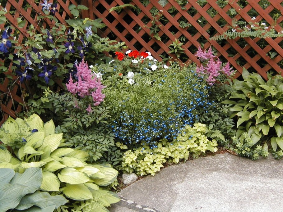 Астильба, яснотка цветник