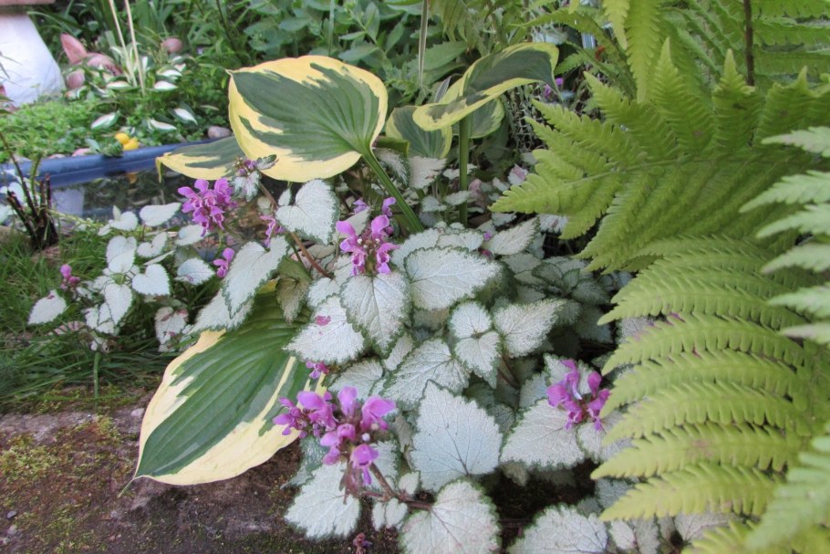 Яснотка стеблеобъемлющая всходы