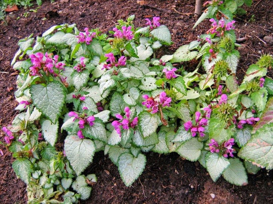 Яснотка крупнолистная