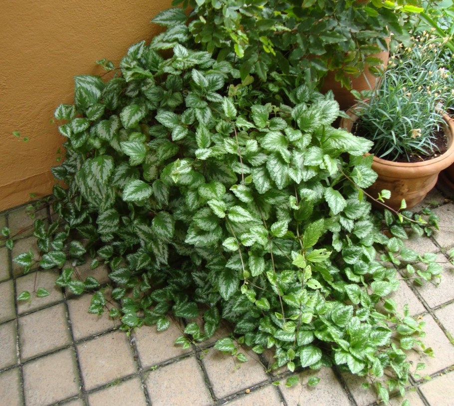 Яснотка зеленчуковая