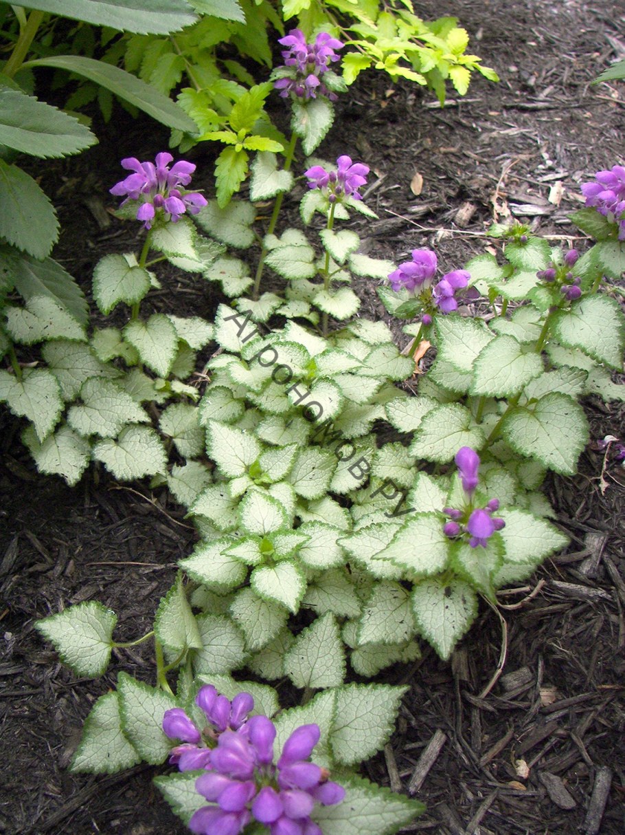 Почвопокровные многолетники яснотка