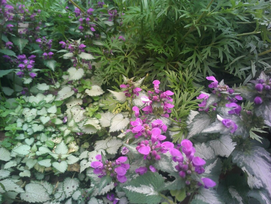 Почвопокровник яснотка