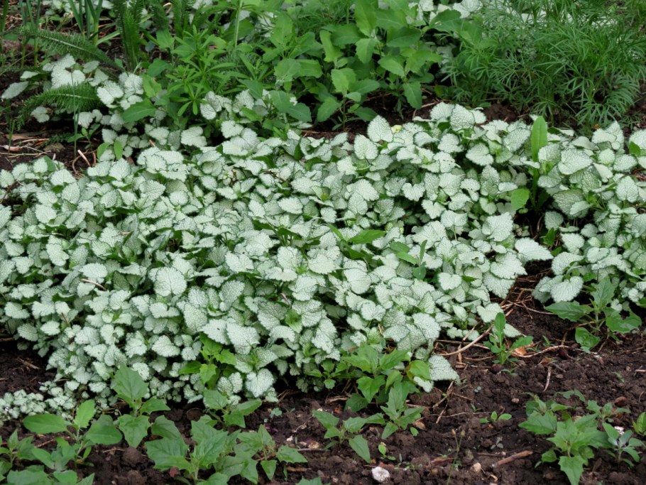 Яснотка пятнистая