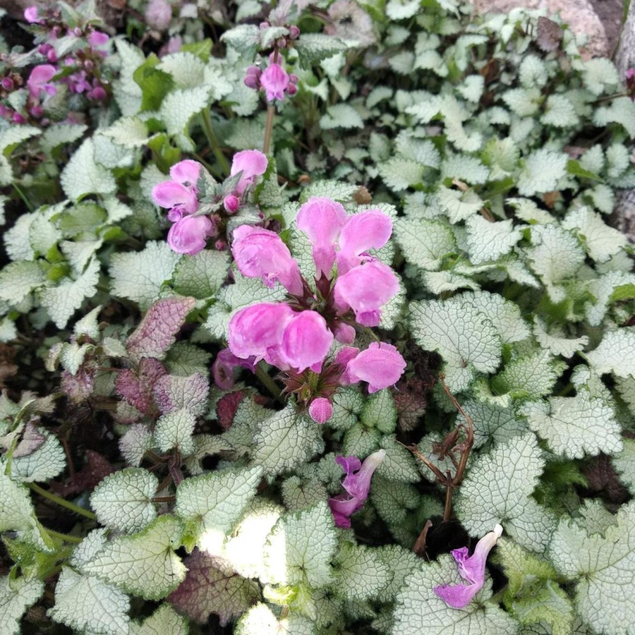 Яснотка пятнистая Вайт Нэнси