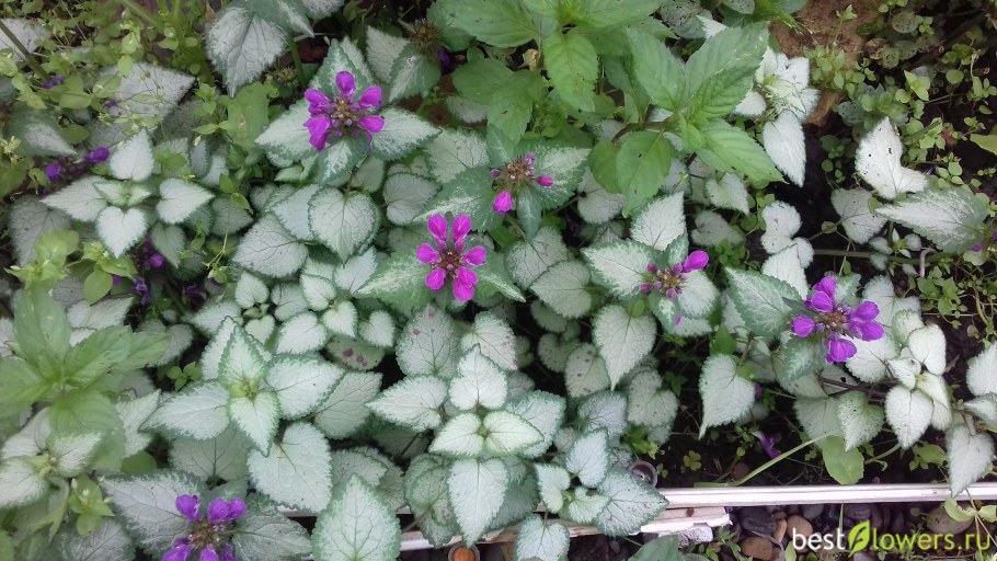 Яснотка почвопокровная