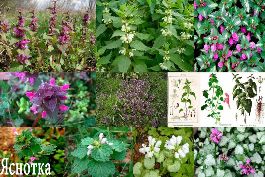 Яснотка стеблеобъемлющая