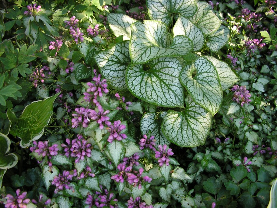 Почвопокровник яснотка