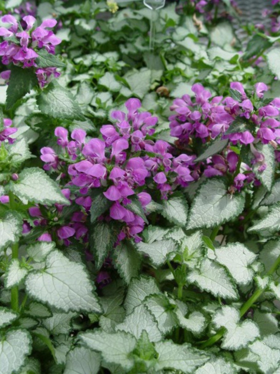 Яснотка пятнистая перпл драгон