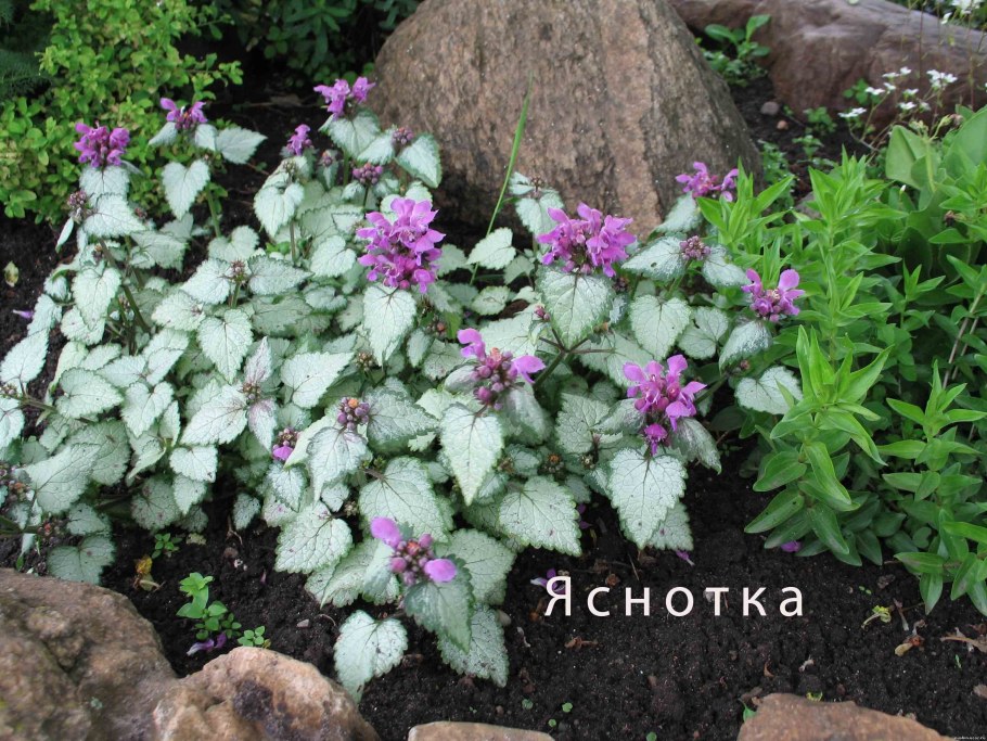 Зеленчук яснотка