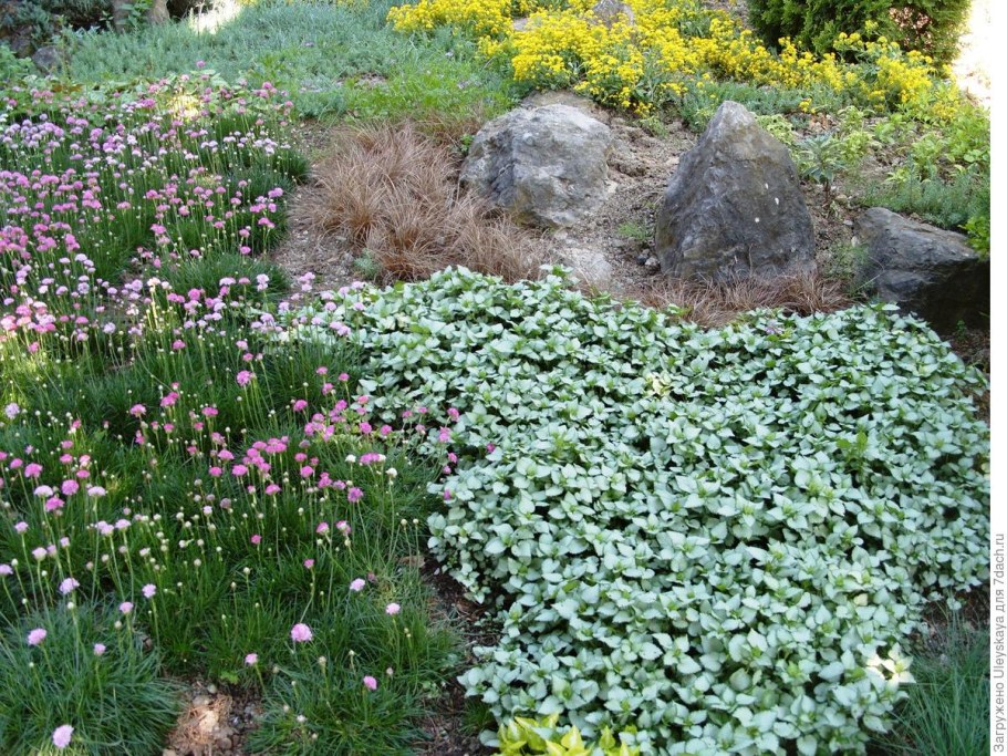 Армерия с камнеломкой
