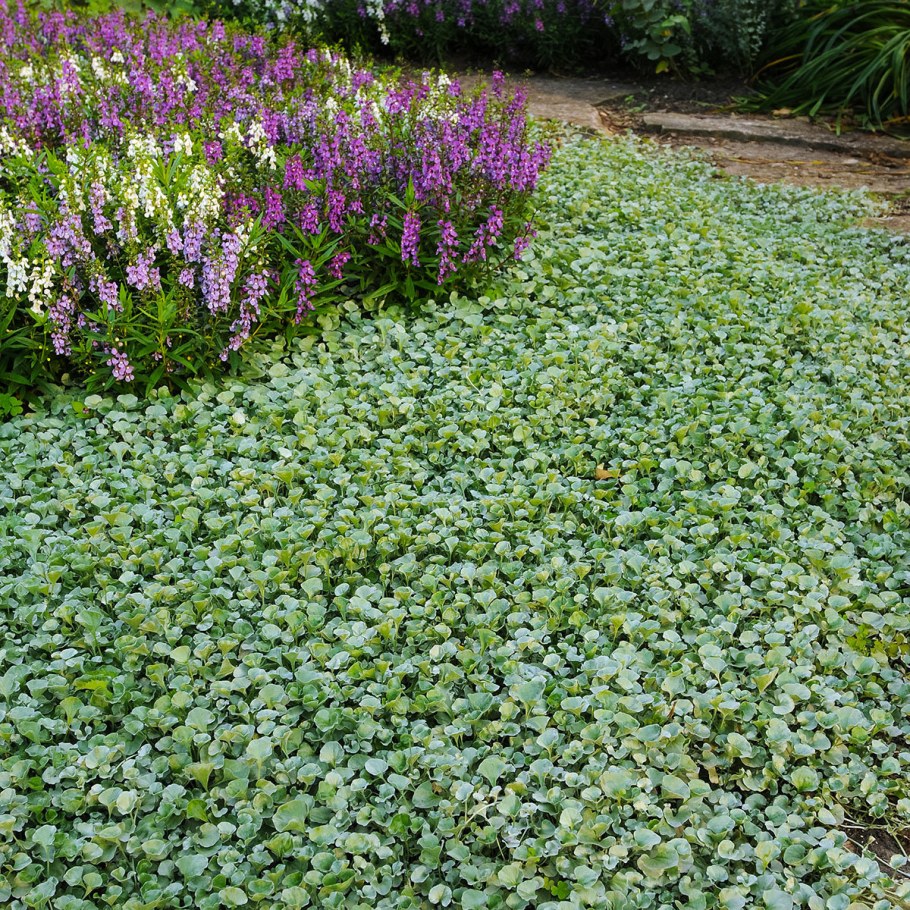 Почвопокровные многолетники дихондра