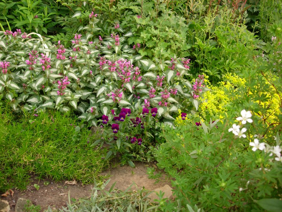 Яснотка крапчатая