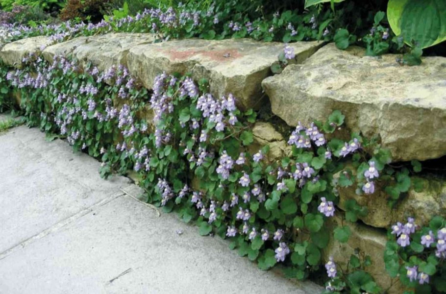 Цимбалярия Альба