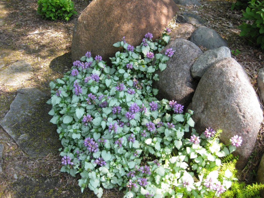 Яснотка почвопокровная