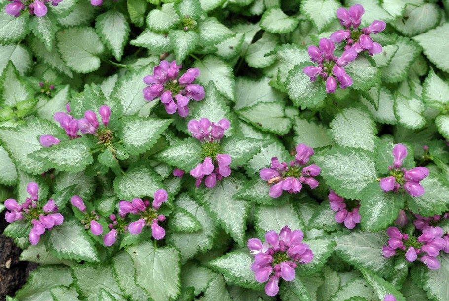 Яснотка крапчатая