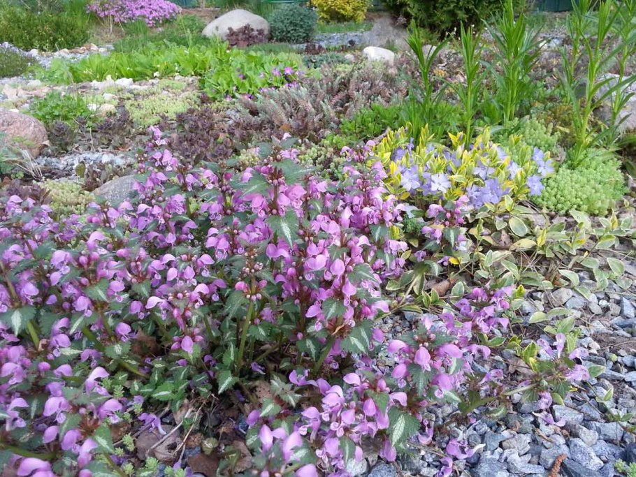 Яснотка ползучая