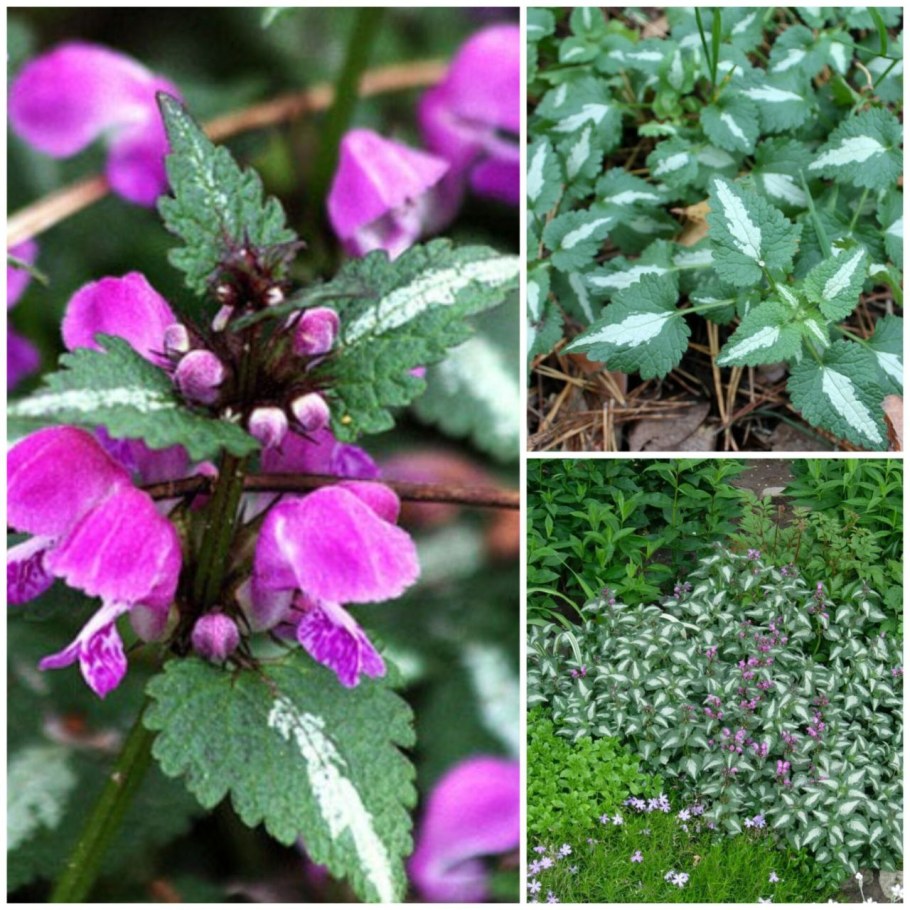 Яснотка розовая