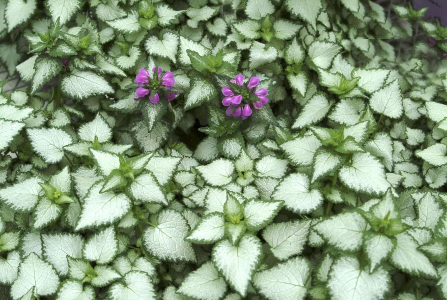 Яснотка крапчатая Roseum