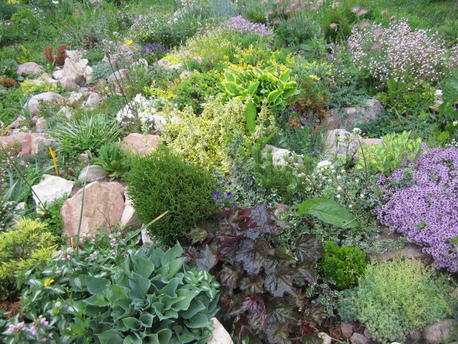 Яснотка для альпийской горки