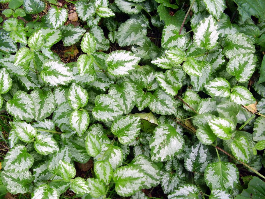 Яснотка Флорентинум