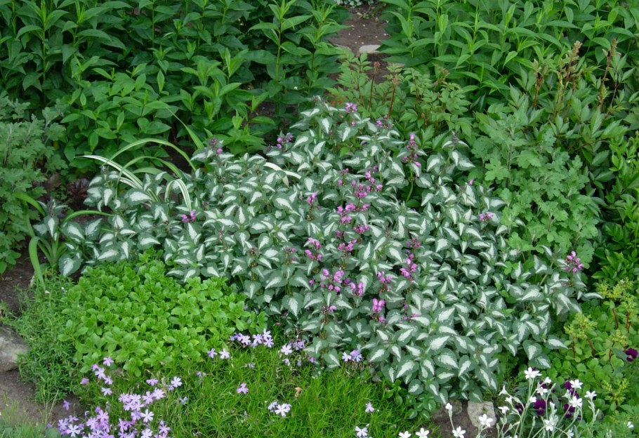 Яснотка Флокс шиловидный