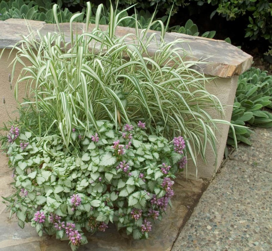 Яснотка почвопокровная