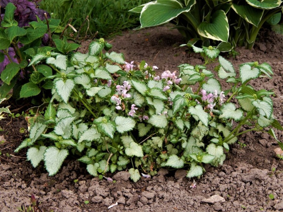 Яснотка пятнистая бекон Сильвер