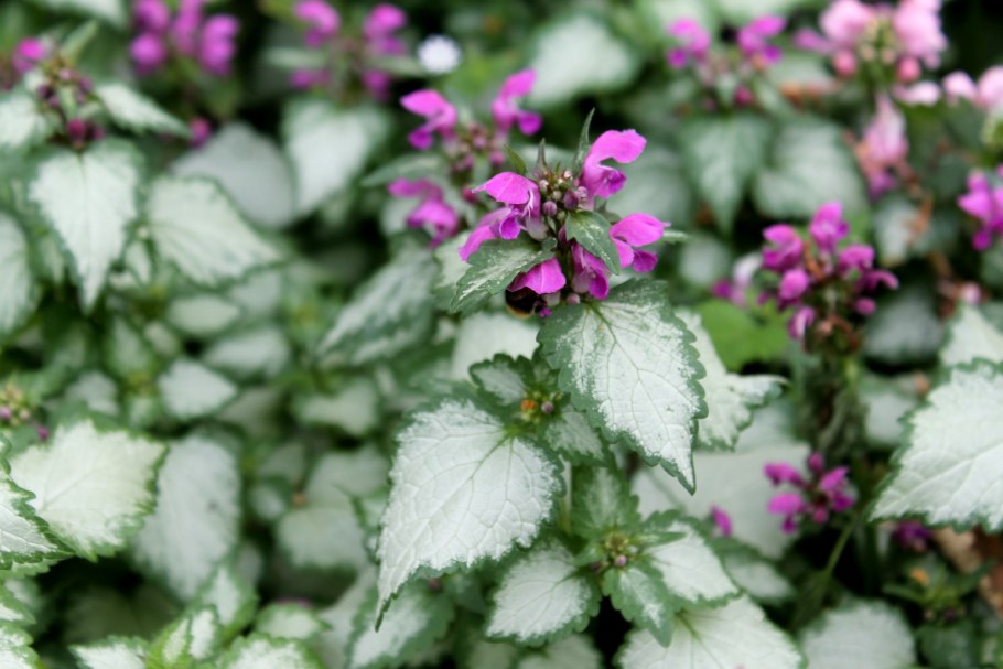 Яснотка пурпуровая