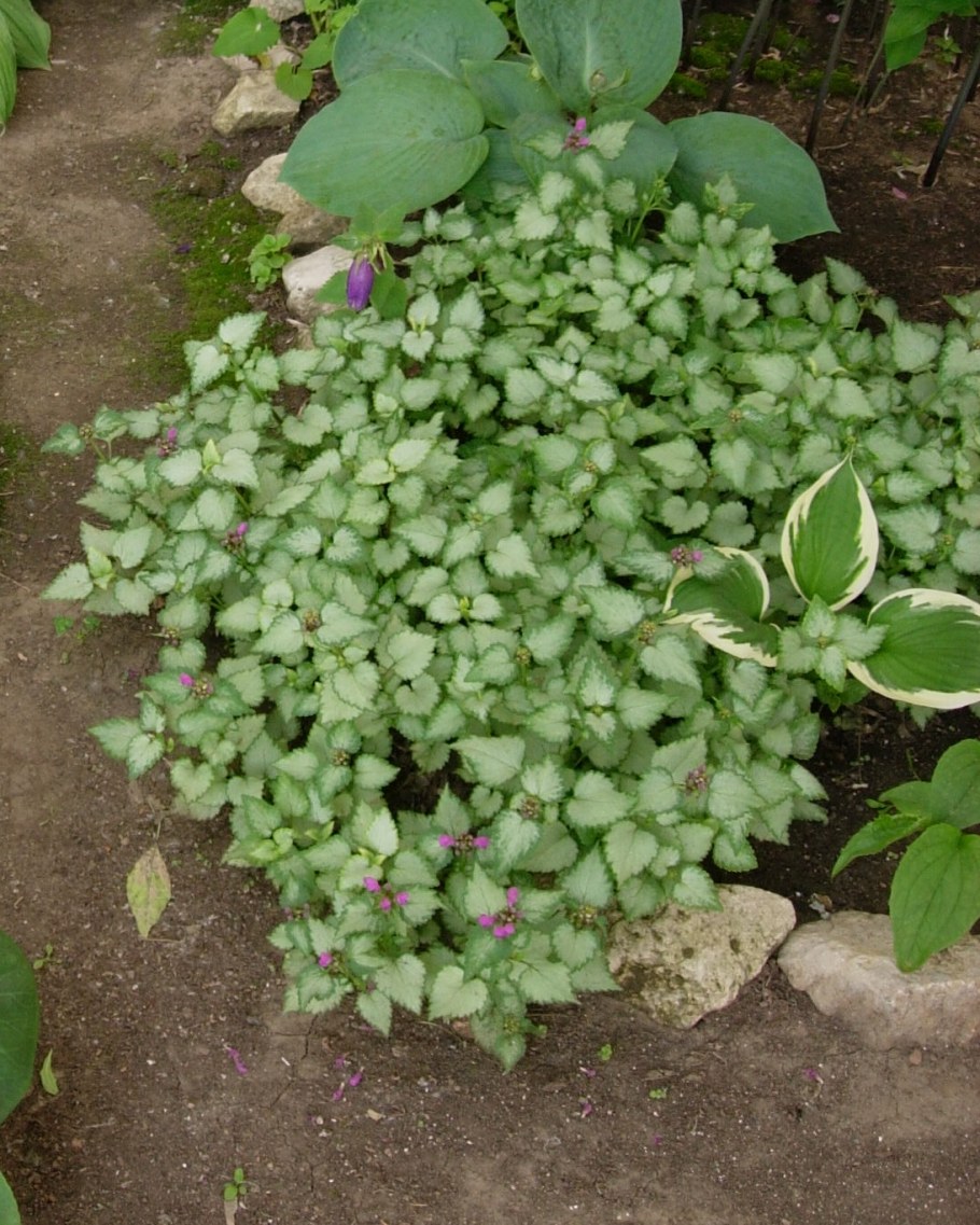 Яснотка Сильвер