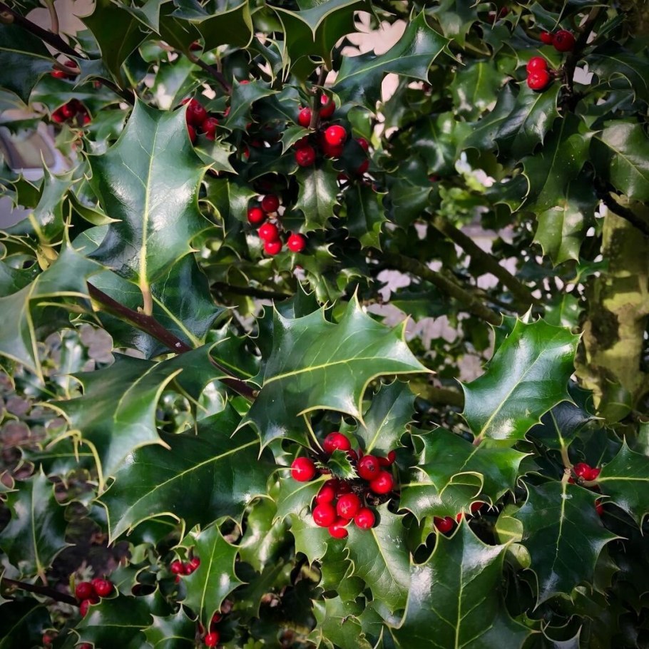 Растение Холли падуб
