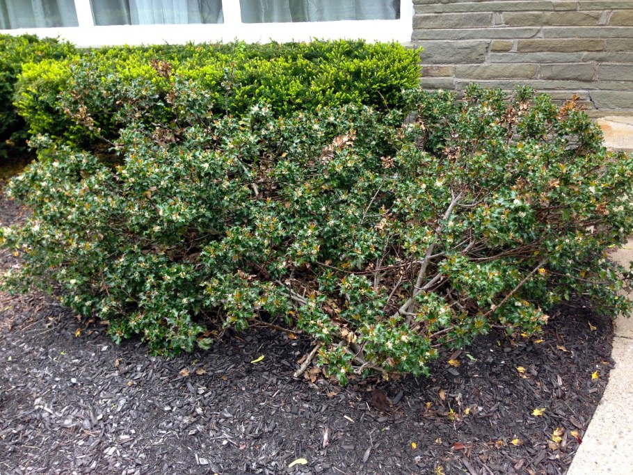 Падуб Грин хедж