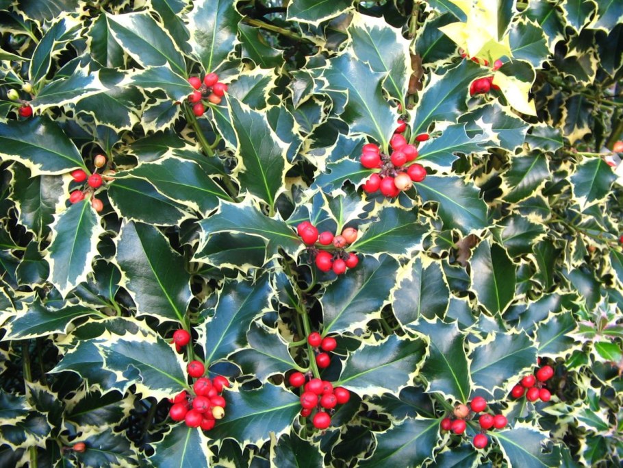 Падуб Сильвер Квин