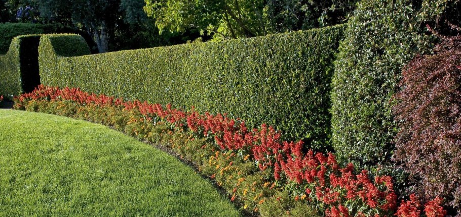 Кизильник блестящий куст