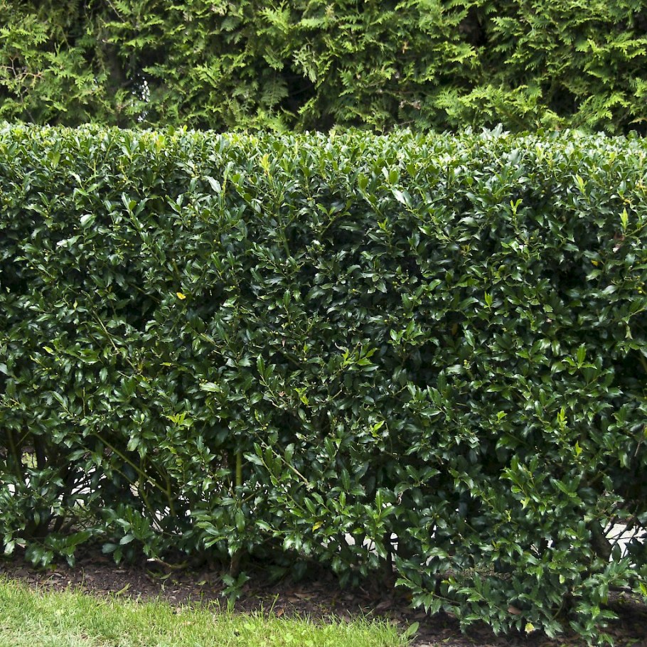 Падуб Грин хедж