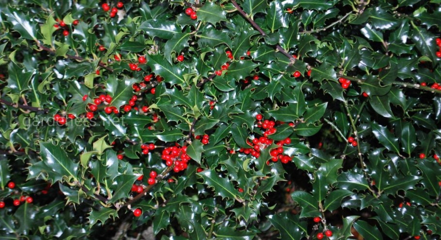 Падуб verticillata