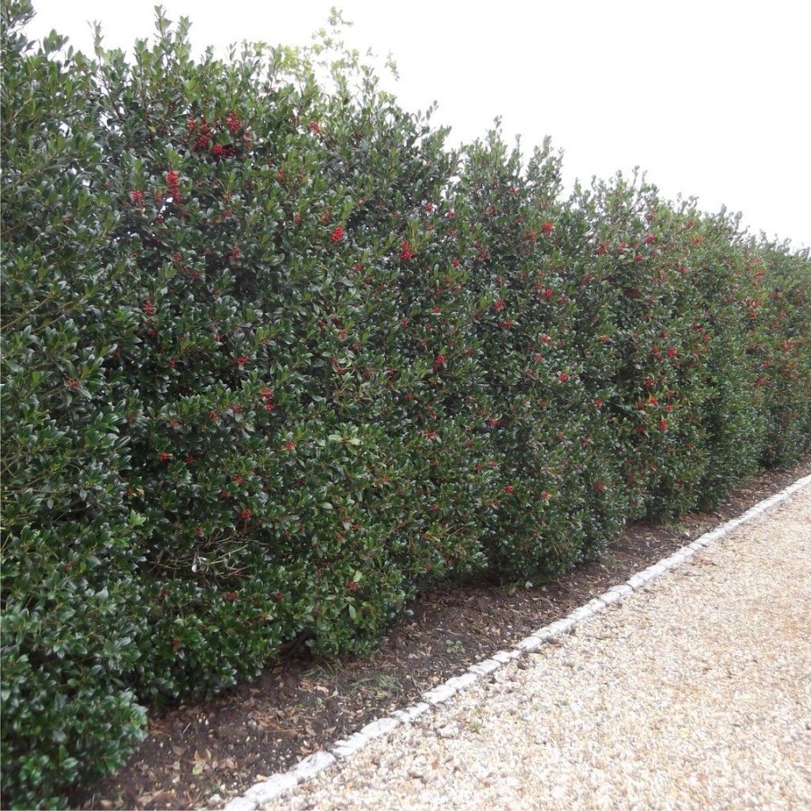 Падуб остролистный изгородь