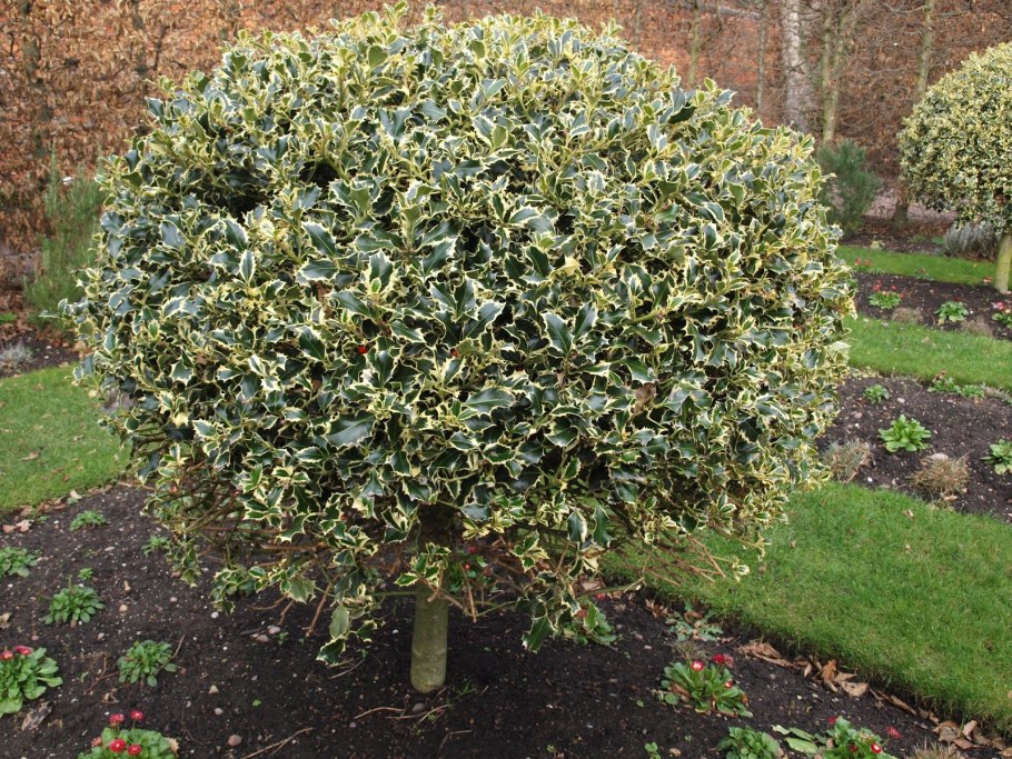 Бересклет американский