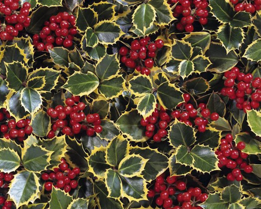 Падуб остролистный кустарник