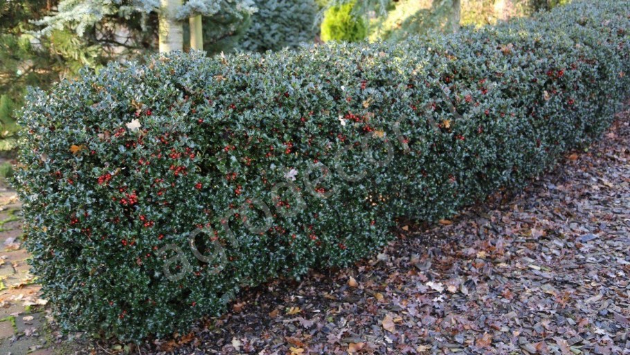 Падуб остролистный Аляска