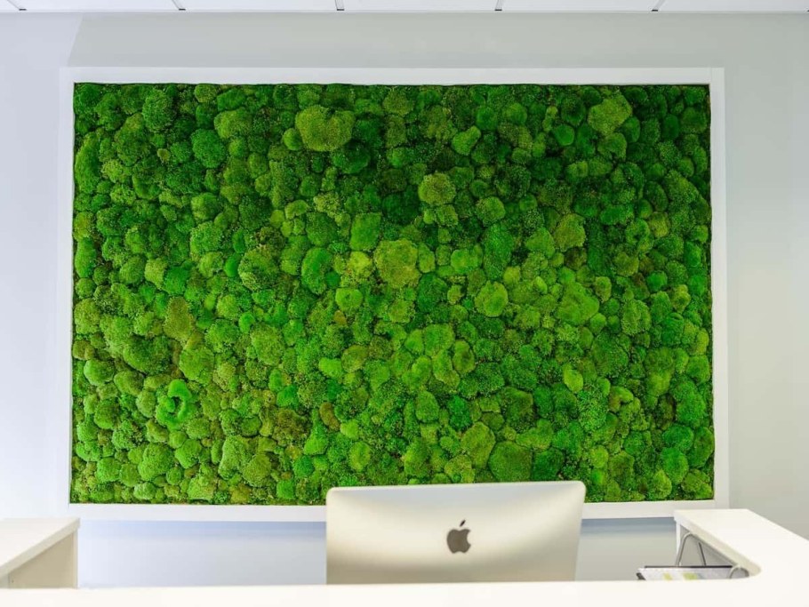 Фитостена мох стабилизированный