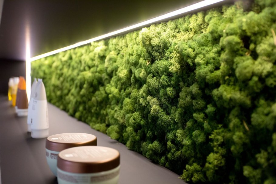 Фитостена ягель