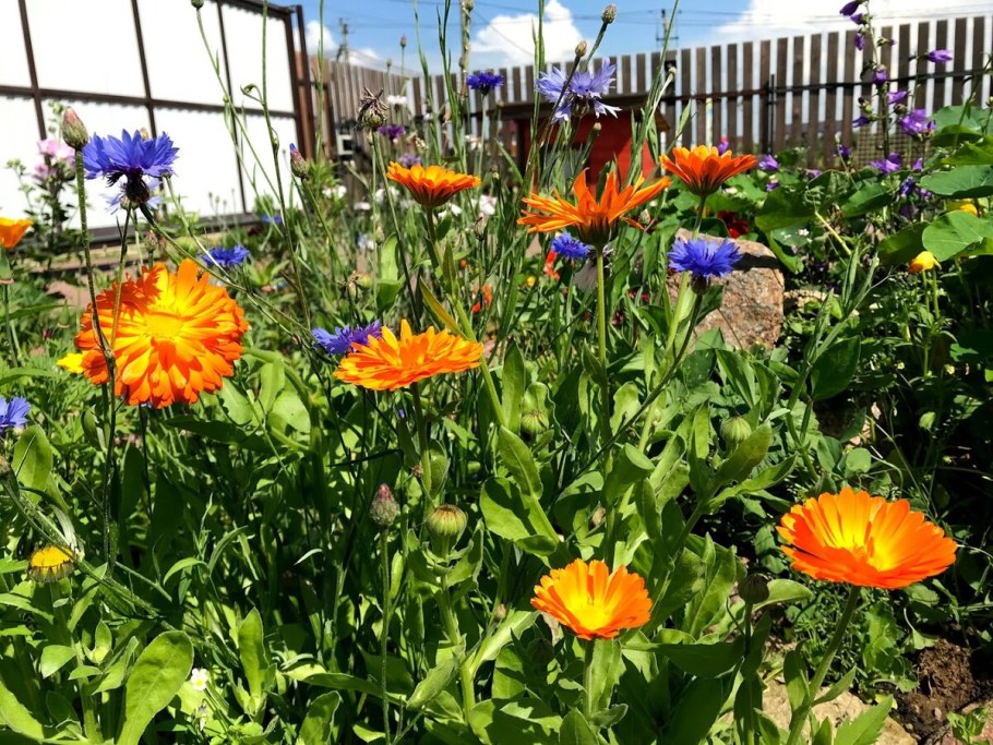 Календула патио (НК)