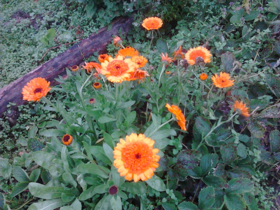 Календула лекарственная (Calendula officinalis) "bon bon" (Apricot)