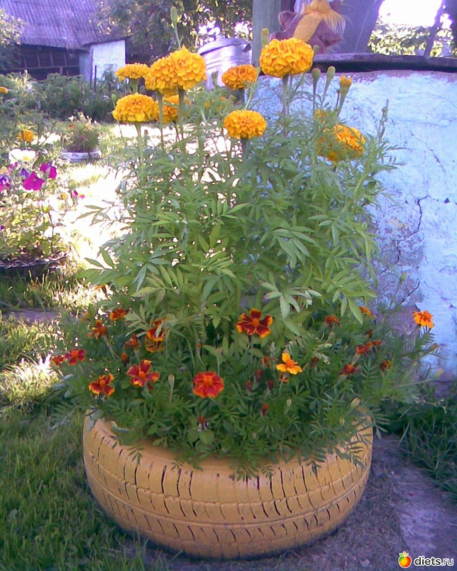 Бархатцы тонколистные Мимимикс