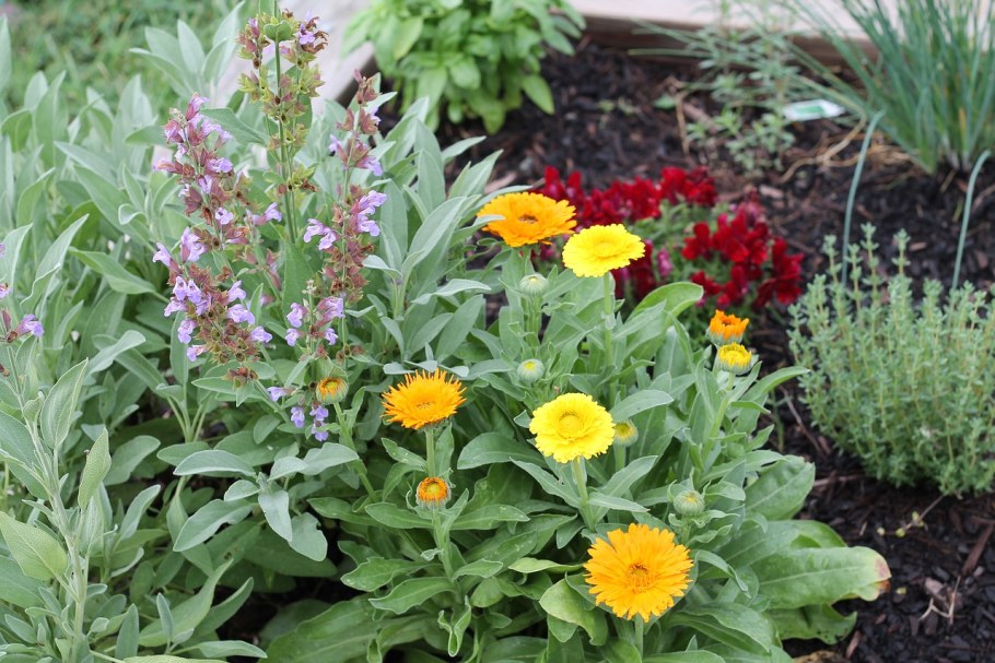 Ромашка календула шалфей