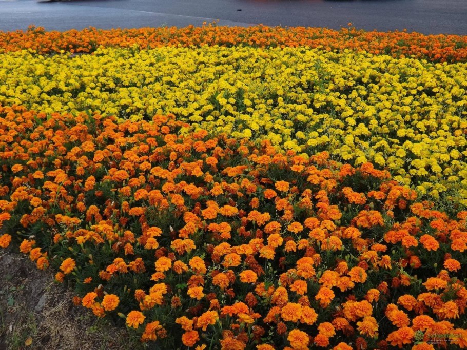 Цветы бархатцы Тагетес