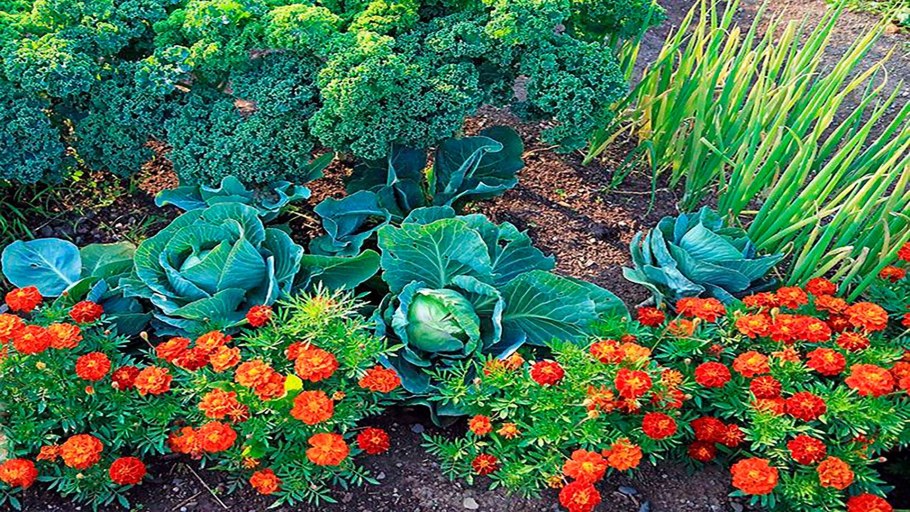 Настурция и бархатцы