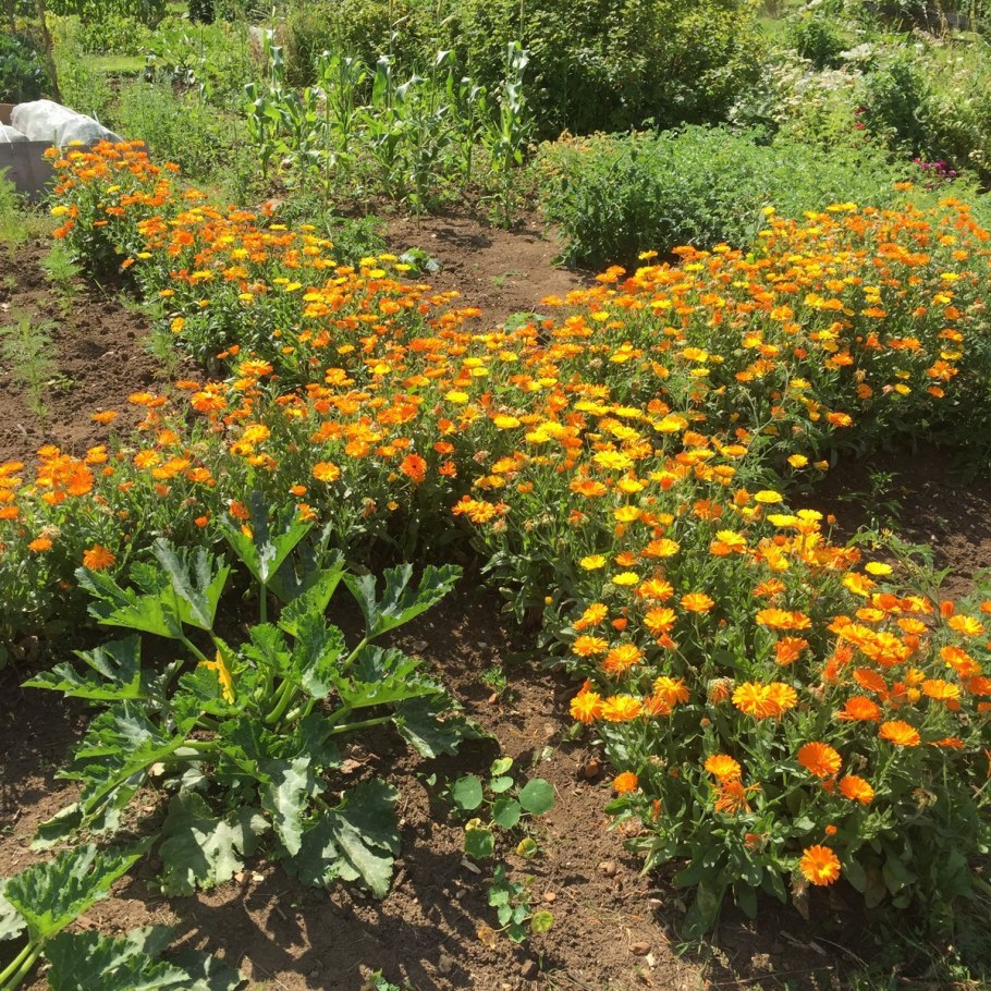 Календула абрикосовый джем