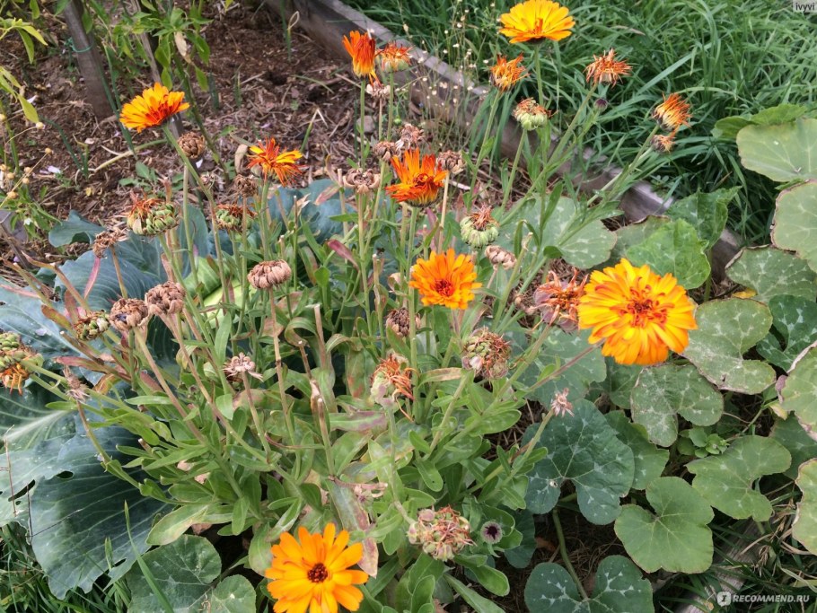 Что делать с календулой осенью
